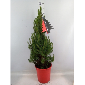 Picea glauca 'Conica'