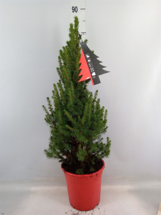 <h4>Picea glauca 'Conica'</h4>