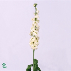 Matthiola Lucinda Cream