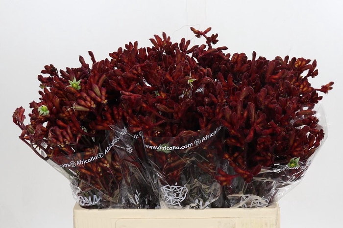 <h4>Anigozanthos Early Spring</h4>