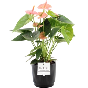 Anthurium Spirit in Pure Liv ceramics