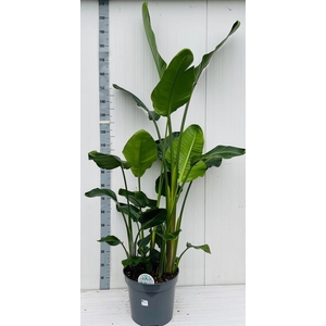 STRELITZIA NICOLAI