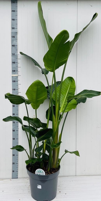 <h4>STRELITZIA NICOLAI</h4>