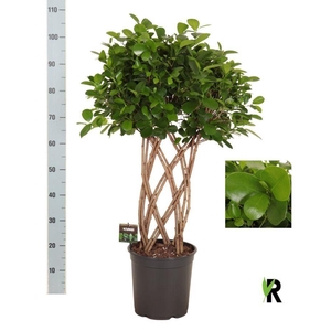Ficus microcarpa 'Moclame'