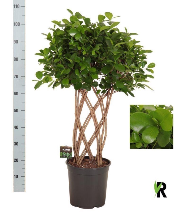 <h4>Ficus microcarpa 'Moclame'</h4>