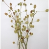 Glycyrrh Yunnanen Zd 7+ Bal