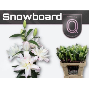 LI OR DU SNOWBOARD 2+