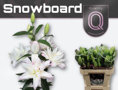 <h4>LI OR DU SNOWBOARD 2+</h4>