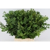 BUXUS GROEN P.TAK