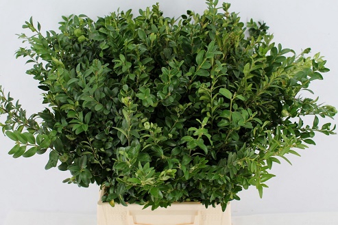 BUXUS GROEN P.TAK