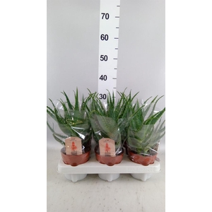 Aloe arborescens