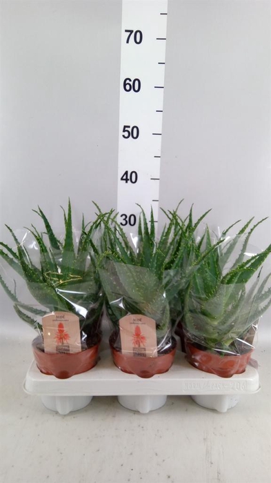 <h4>Aloe arborescens</h4>
