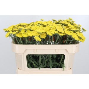 Achillea Moonshine