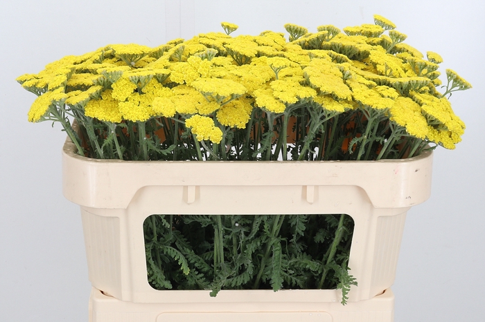 <h4>Achillea Moonshine</h4>