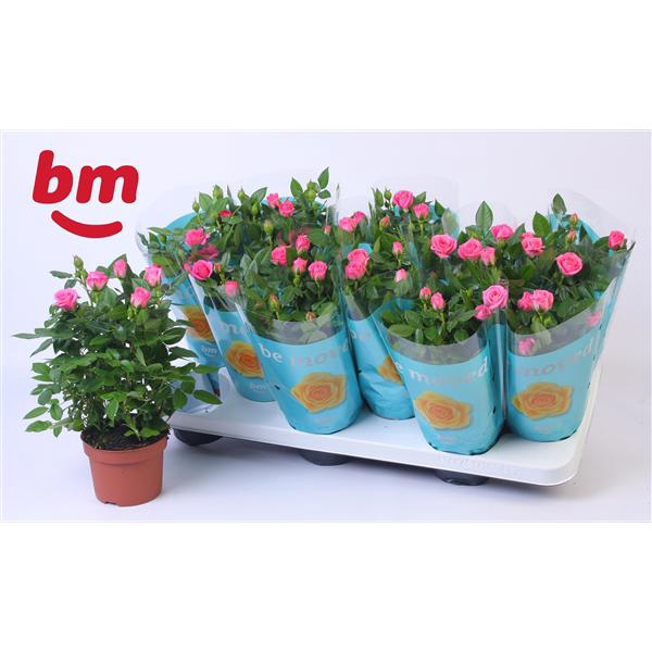 <h4>Rosa Sparkling Jewel Beau Monde Dark Pink(10,5 cm)</h4>