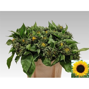 Helianthus An Sunrich Orange