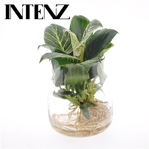 <h4>White Wave 12cm in Kingston glas - levertijd: 24 uur</h4>