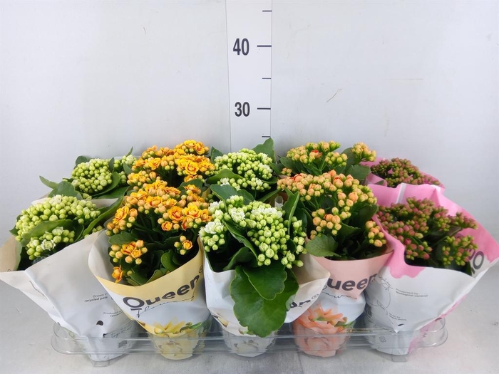 <h4>Kalanchoe blos.   ..rosebud mix GR</h4>