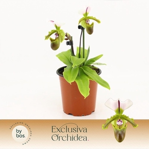 Paphiopedilum, Milano 2-spike 'Exclusiva Orchidea'