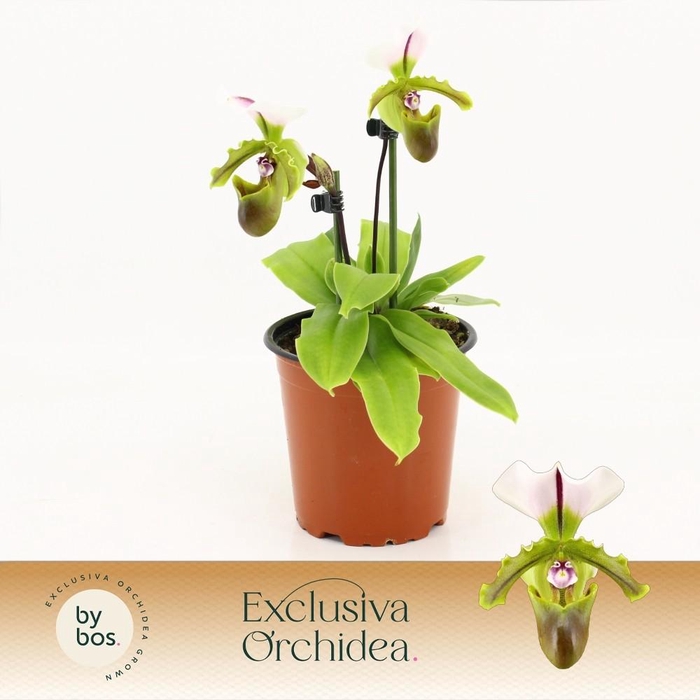 <h4>Paphiopedilum, Milano 2-spike 'Exclusiva Orchidea'</h4>