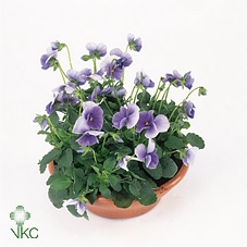 VIO CO PAT PU LIBLUE