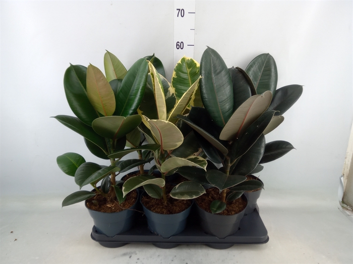 <h4>Ficus elastica   ...</h4>