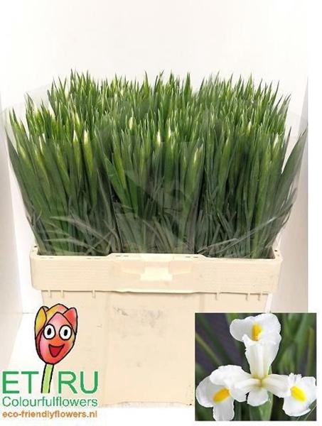 <h4>IRIS WHITE MAGIC</h4>