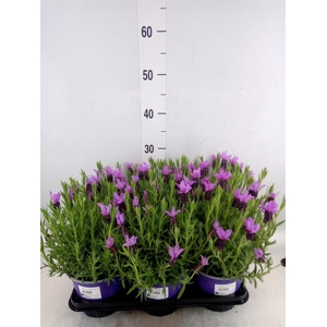 Lavandula stoec.