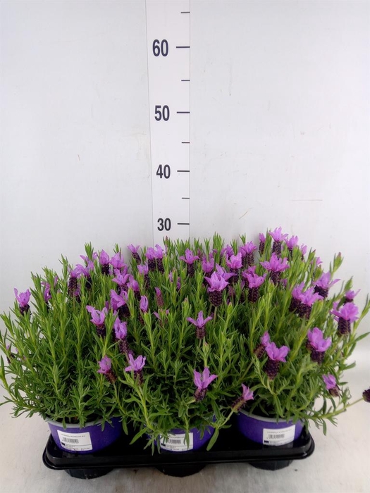 <h4>Lavandula stoec.</h4>
