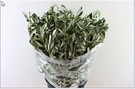 <h4>OLIVE 300GR</h4>