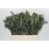Eryngium Electric Dynamite