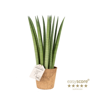 SANSEVIERIA CYLINDRICA P11 STRAIGHT COCOZ