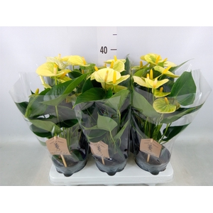Anthurium andr. 'Vanilla'