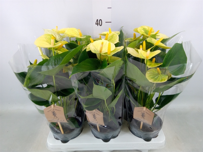 <h4>Anthurium andr. 'Vanilla'</h4>