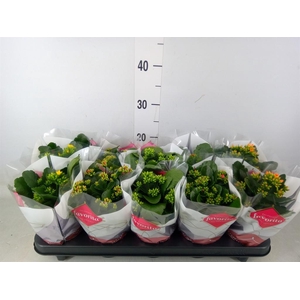 Kalanchoe blos.   ..mix 6