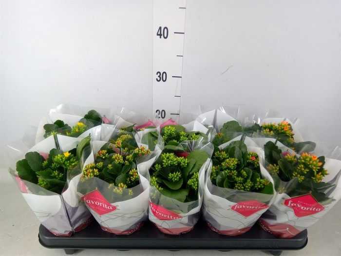 <h4>Kalanchoe blos.   ..mix 6</h4>