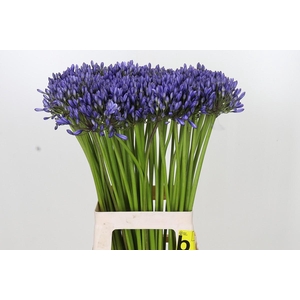 Agapanthus Suzan