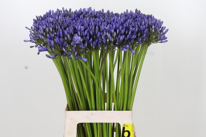 <h4>Agapanthus Suzan</h4>