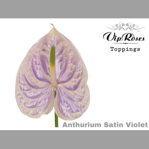 ANT A SATIN VIOLET