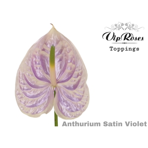 ANT A SATIN VIOLET