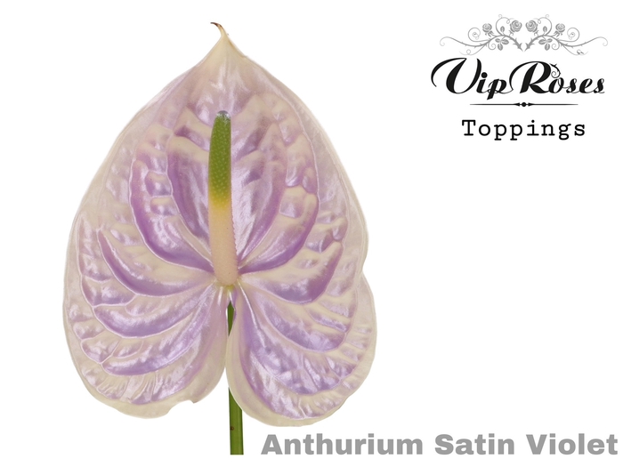 <h4>ANT A SATIN VIOLET</h4>