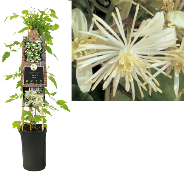 <h4>Clematis vitalba +3.0 label</h4>