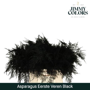 Aspa 1ste veren Black