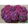 Hydrangea glowing alps purple