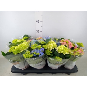 Hydrangea mac.   ...mix
