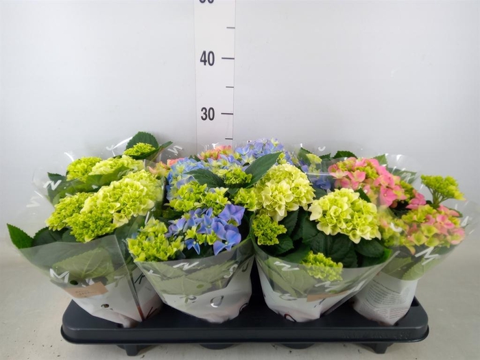 <h4>Hydrangea mac.   ...mix</h4>