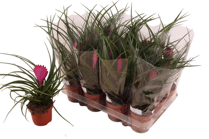 <h4>TILL CYANEA</h4>