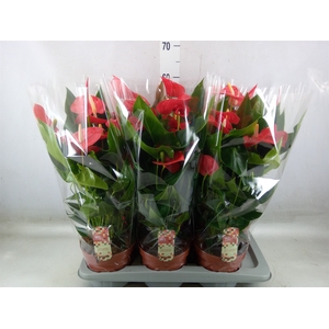 Anthurium andr. 'Felicita'