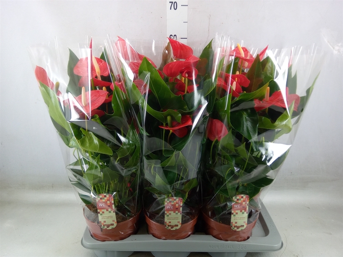 <h4>Anthurium andr. 'Felicita'</h4>