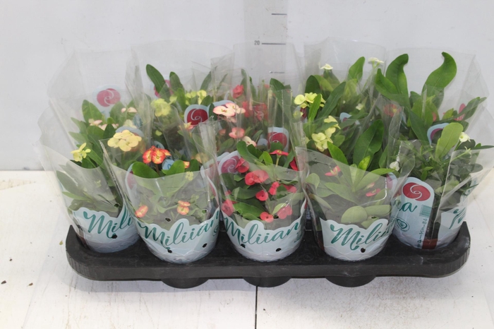 <h4>EUPHORBIA MILII MILIIANA P11</h4>